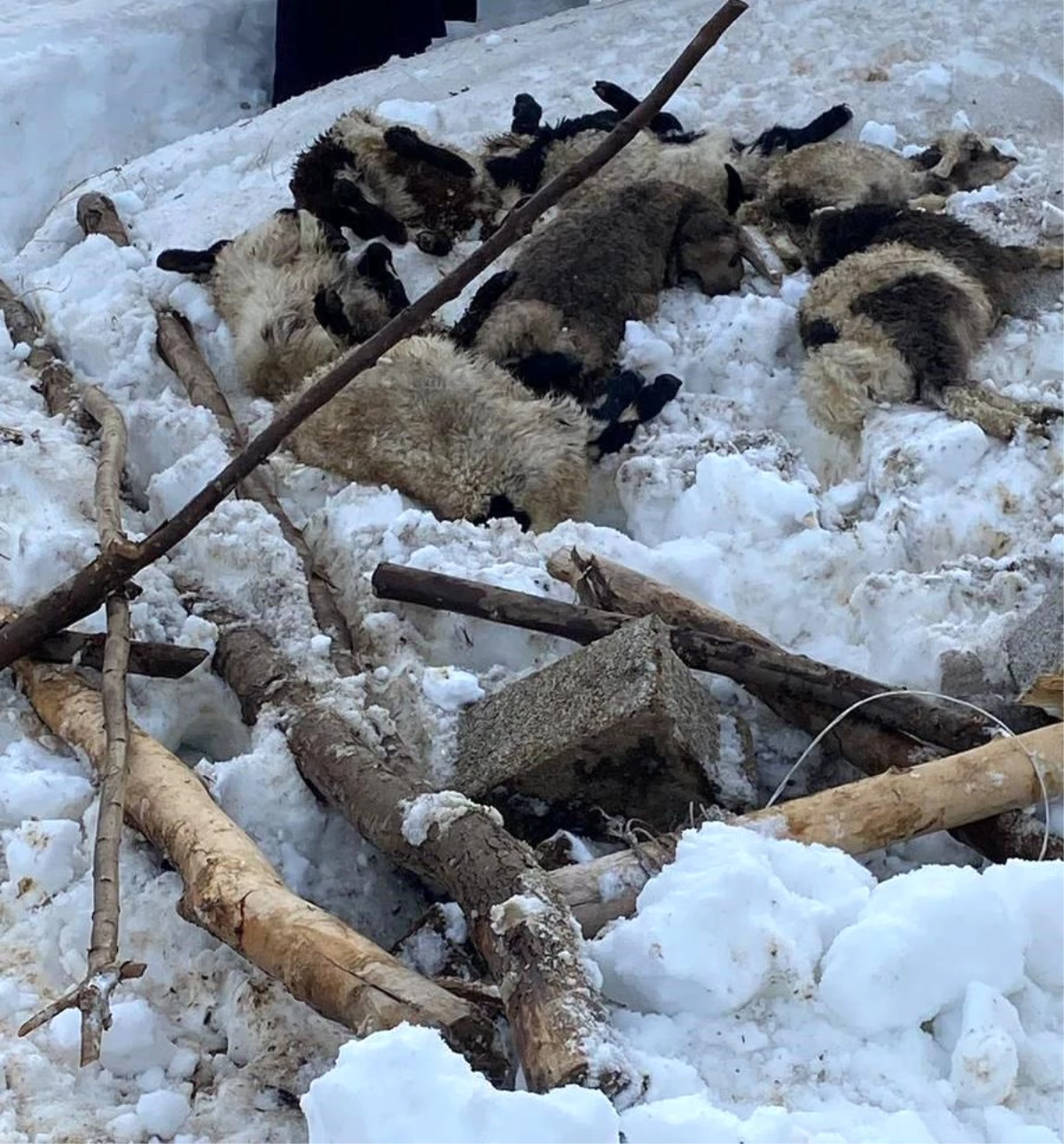 Hakkari Şemdinli\'de Kardan Dolayı Ahır Çöktü, 7 Küçükbaş Hayvan Telef Oldu