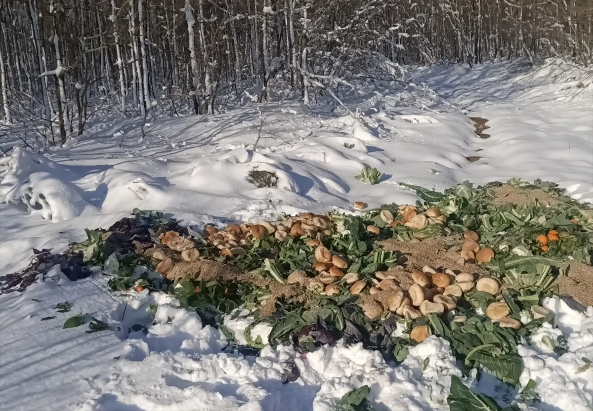 Tekirdağ\'da Olumsuz Hava Koşulları Nedeniyle Yaban Hayvanlarına 850 Kilogram Yem Bırakıldı