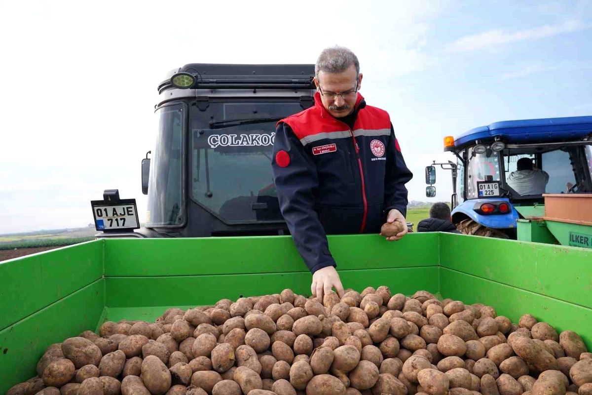 Adana\'da turfanda patates toprakla buluştu