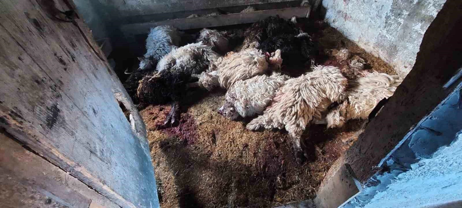 Trabzon\'un Araklı ilçesinde ahıra giren kurt 10 koyunu telef etti