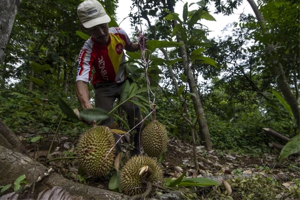 Endonezya\'da Köylüler Devlete Ait Ormanda Durian Hasadına Başladı
