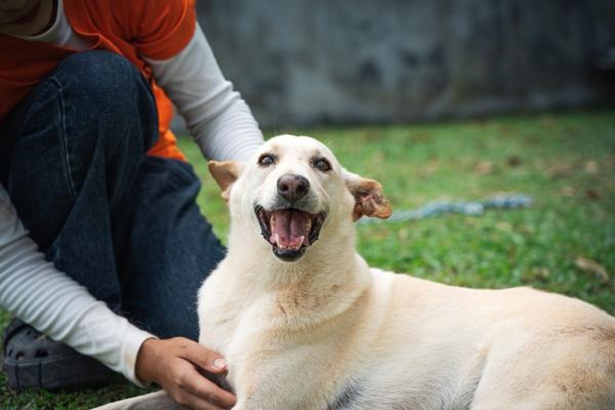 Küçük Köpeklerin Daha Uzun Yaşama Eğilimi
