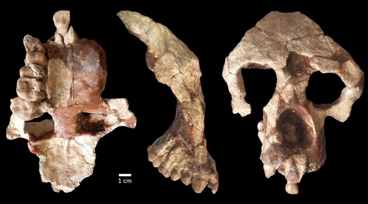 Çankırı\'da Bulunan Fosil İnsanlık Tarihini Yeniden Yazabilir