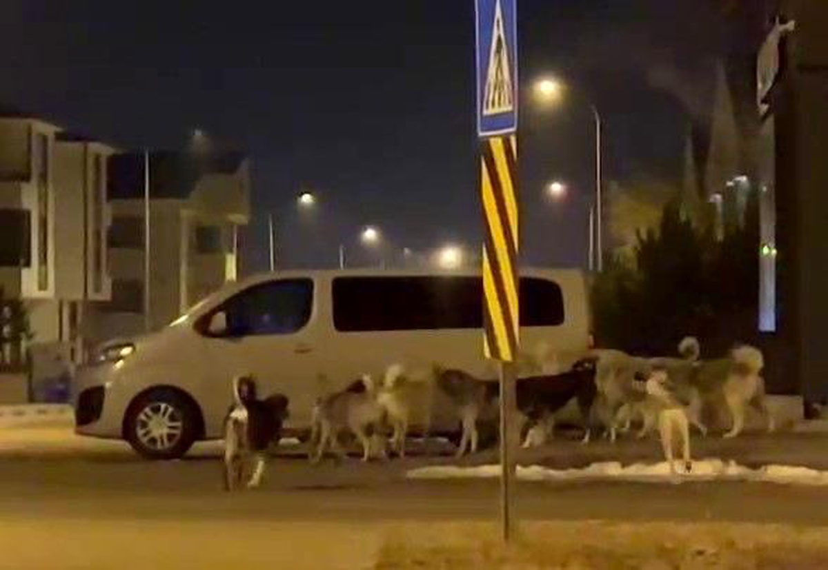 Erzurum\'da Sürü Halinde Gezen Başıboş Köpekler Tedirginlik Yaratıyor