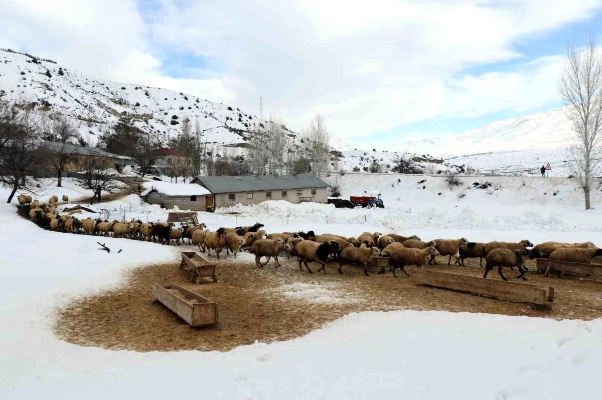 Erzincan\'da Koyunların Kuzulama Dönemi Başladı
