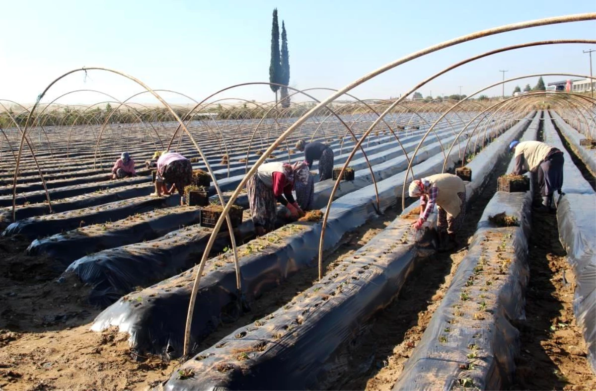Muğla\'da YİKOP Projeleri ile Çilek Üretimi Destekleniyor