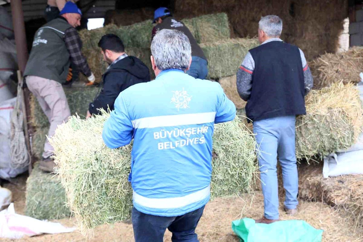 Aydın Büyükşehir Belediyesi Küçükbaş Hayvan Üreticilerine Destek Verdi