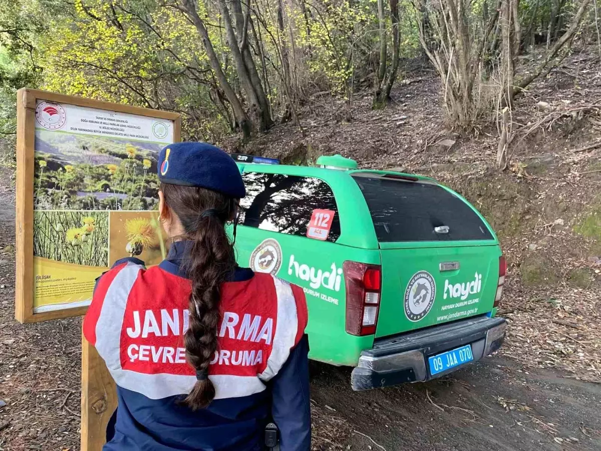 Aydın İl Jandarma Komutanlığı, Dilek Yarımadası'nda Bitki Koruma Kontrolleri Gerçekleştirdi
