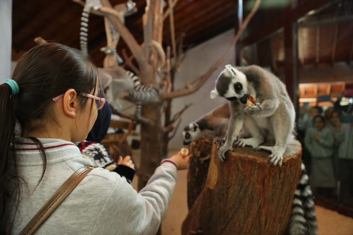Bursa Büyükşehir Belediyesi, Öğrencilere Ücretsiz Hayvanat Bahçesi Girişi Sağlıyor