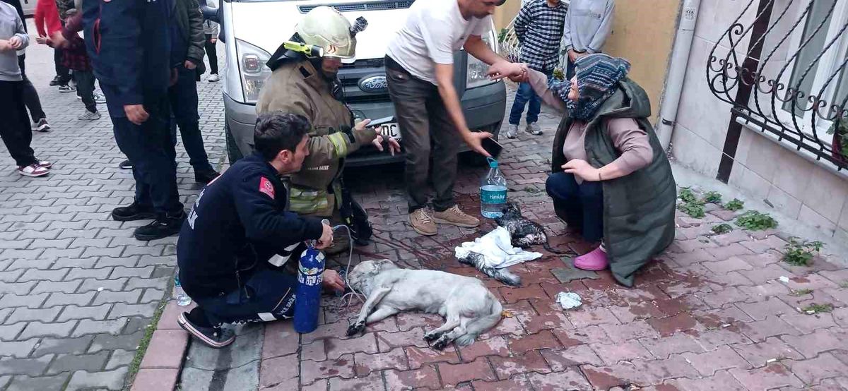 Esenyurt\'ta çıkan yangında 8 evcil hayvan kurtarıldı