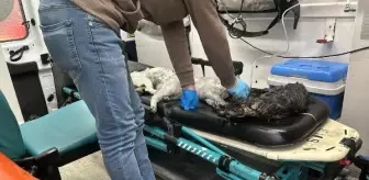 Esenyurt'ta çıkan yangında 8 kedi ve 1 köpek kurtarıldı