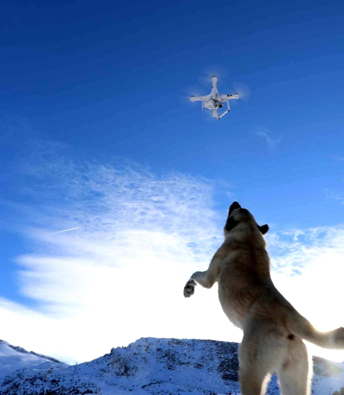 Erzincan\'da Kangal Köpeği, Havada Uçan Dronenin Peşine Düştü