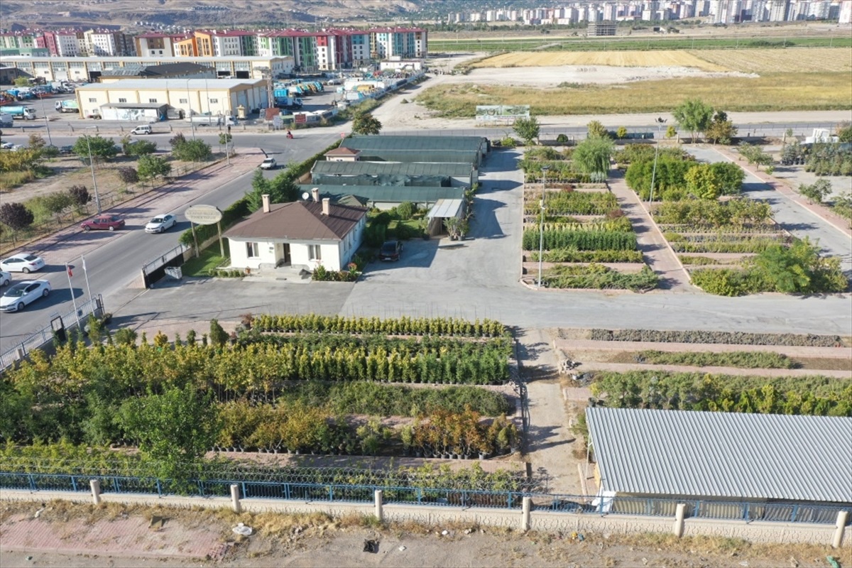 Kocasinan Belediyesi Fidanlığında 320\'den fazla türde ağaç ve 450 binden fazla bitki yetiştiriliyor