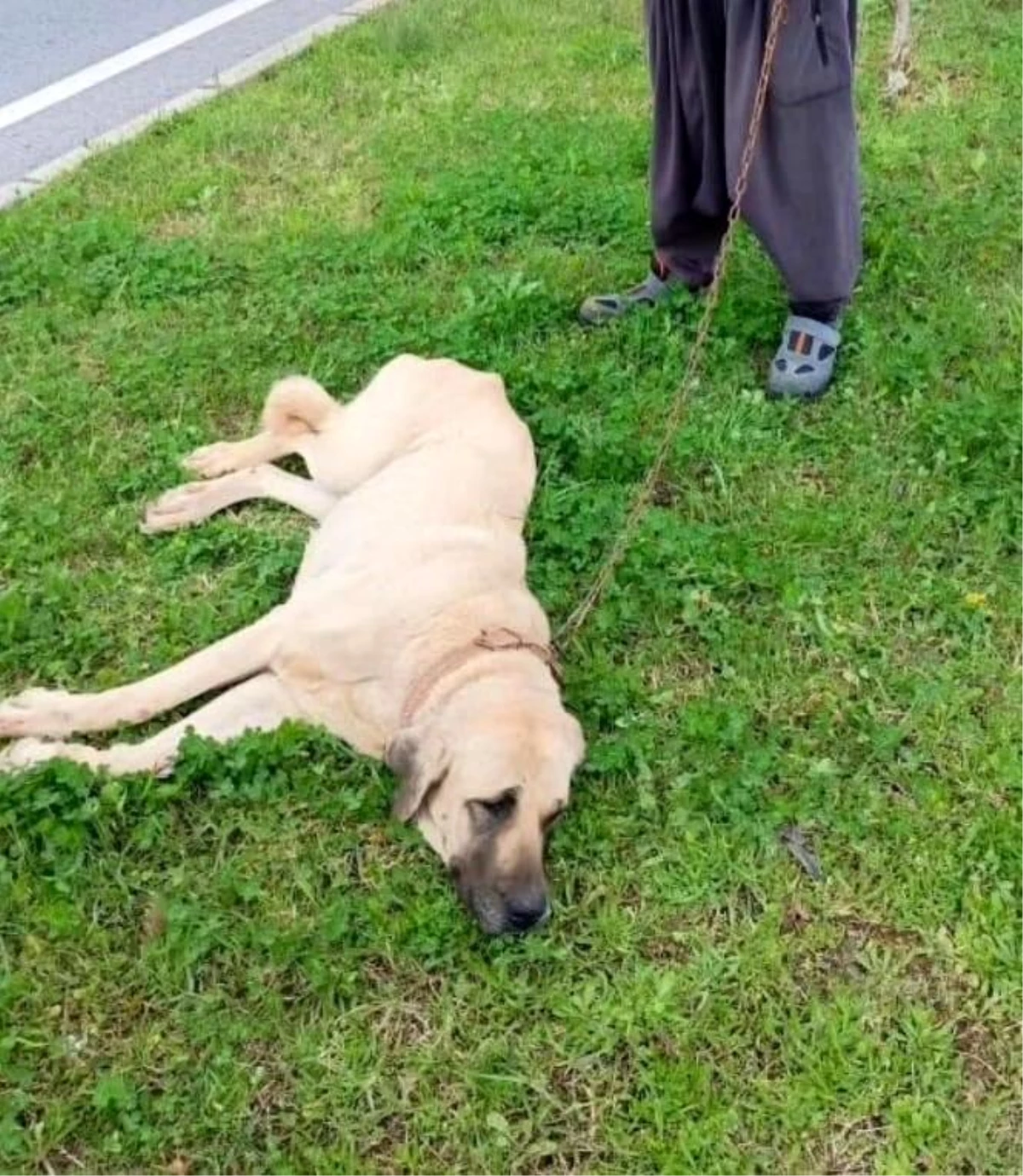 Antalya\'da Sürücüsü Kaçan Otomobil Köpeğe Çarptı