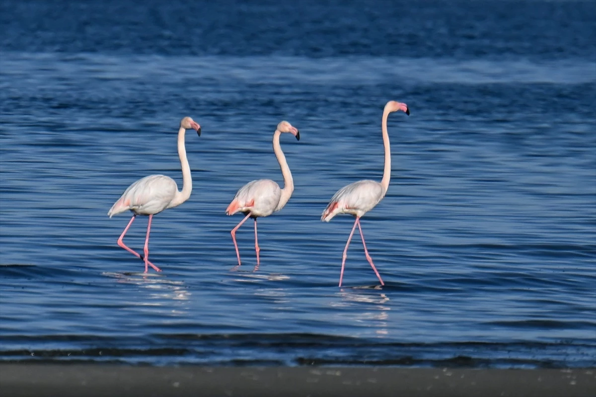 Van Gölü Havzası, Sibirya\'dan gelen ötücü kuğular ve göç etmeyen flamingolara ev sahipliği yapıyor