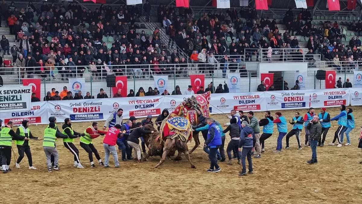 Denizli\'de 3. Deve Güreşi Festivali düzenlendi