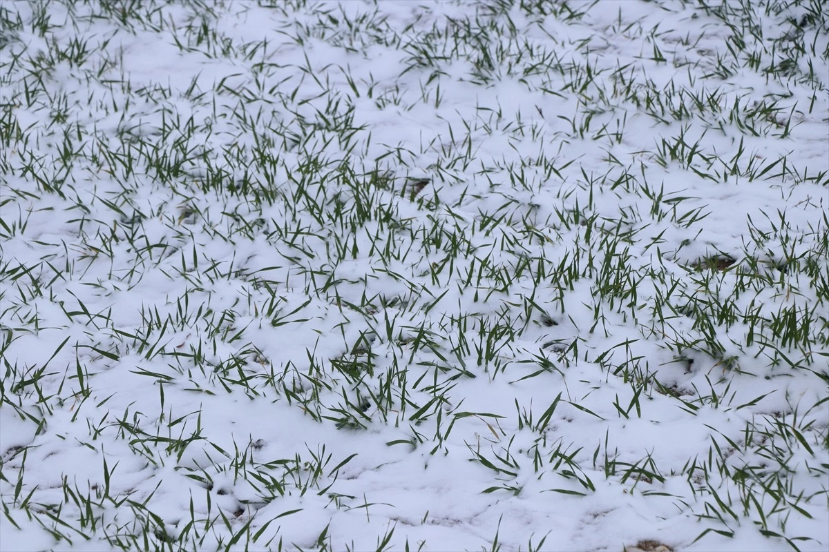 Edirne\'de etkili olan kar, buğday üreticilerinin yüzünü güldürdü