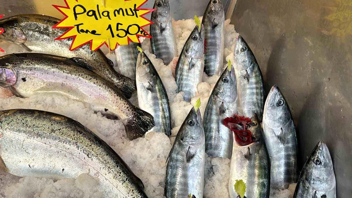 Karadeniz\'de uzun süredir görünmeyen palamut tezgaha indi