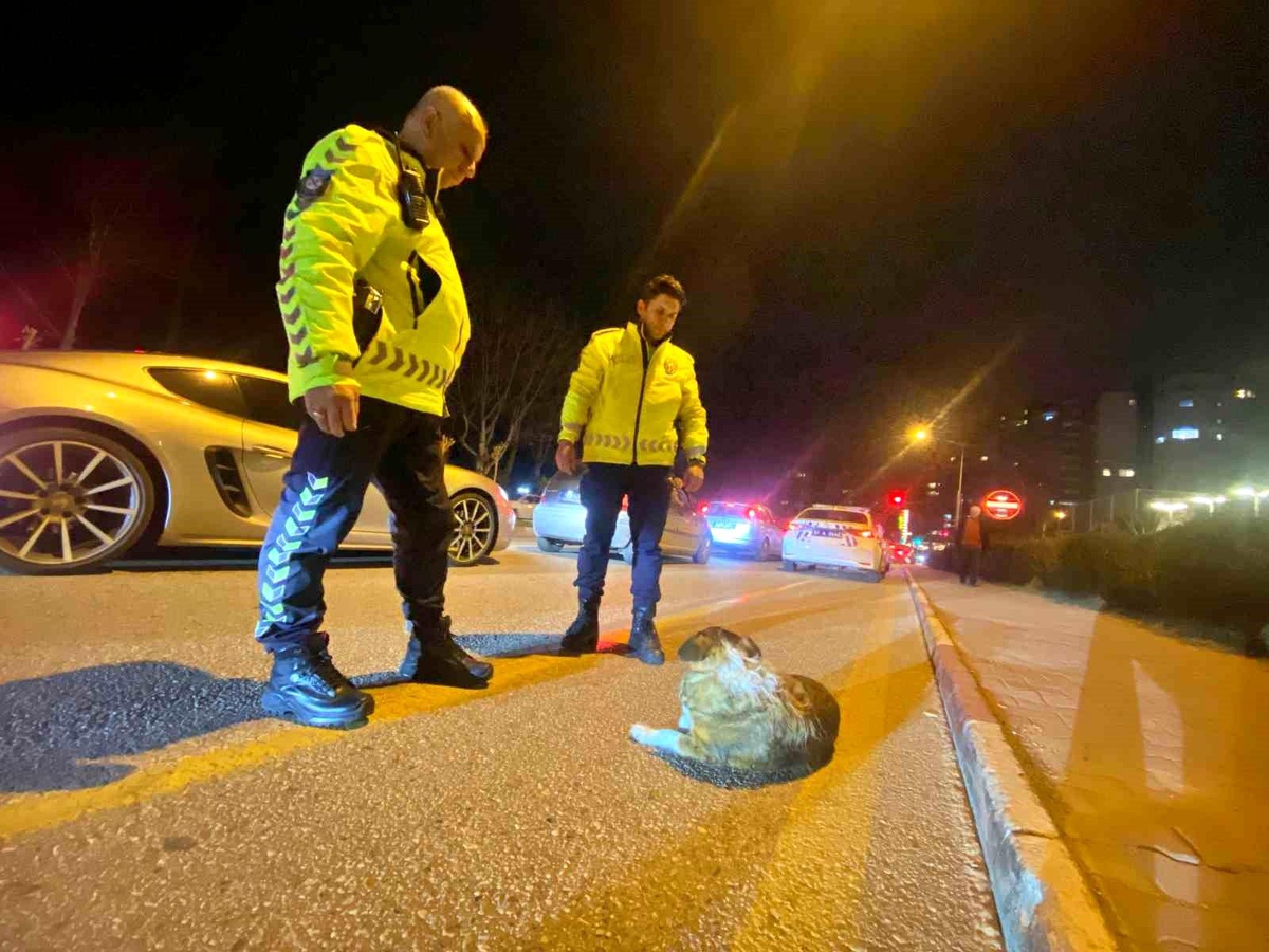 Antalya\'da trafik polisleri yaralı köpeğin başından ayrılmadı