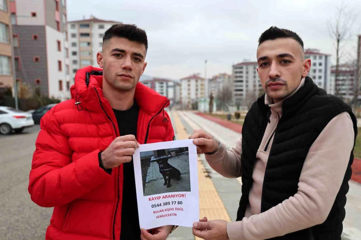 Elazığ\'da Kaybolan Köpeği Bulana Para Ödülü