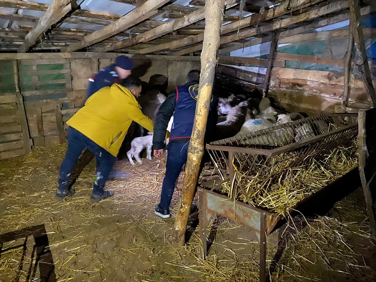 Balıkesir\'de 37 koyun çalındı, 2 kişi tutuklandı