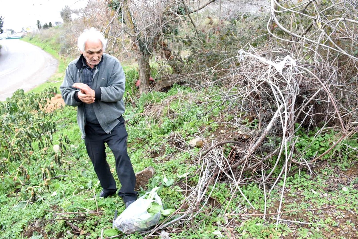 Sinop\'ta doğa yürüyüşü yaparak şifalı bitkiler toplayan yaşlı adam