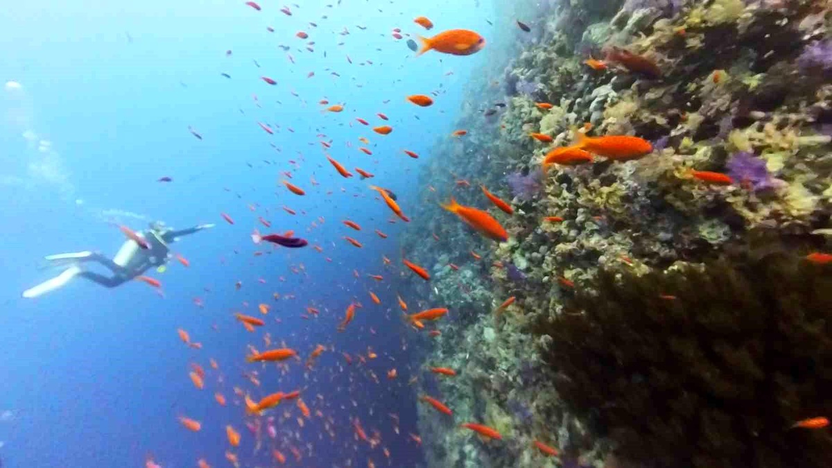 Eskişehirli Dalgıçlar Mısır\'da Devasa Boyutta Caretta Caretta ve Endemik Türde Balıklar Gözlemledi