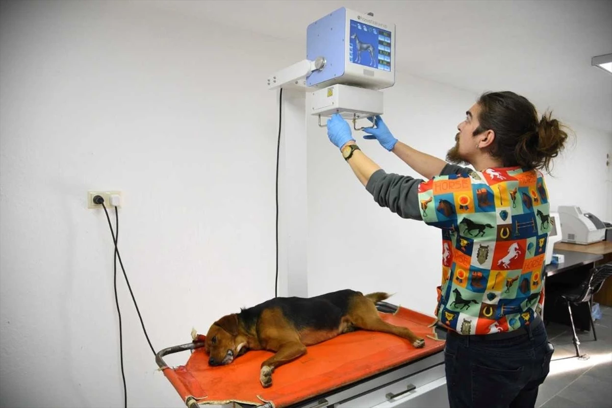Giresun Belediyesi, sahipsiz hayvanlara sağlık ve bakım hizmetlerini sürdürüyor