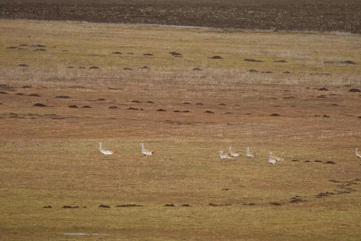 Muş'ta 34 Toy Kuşu Görüntülendi