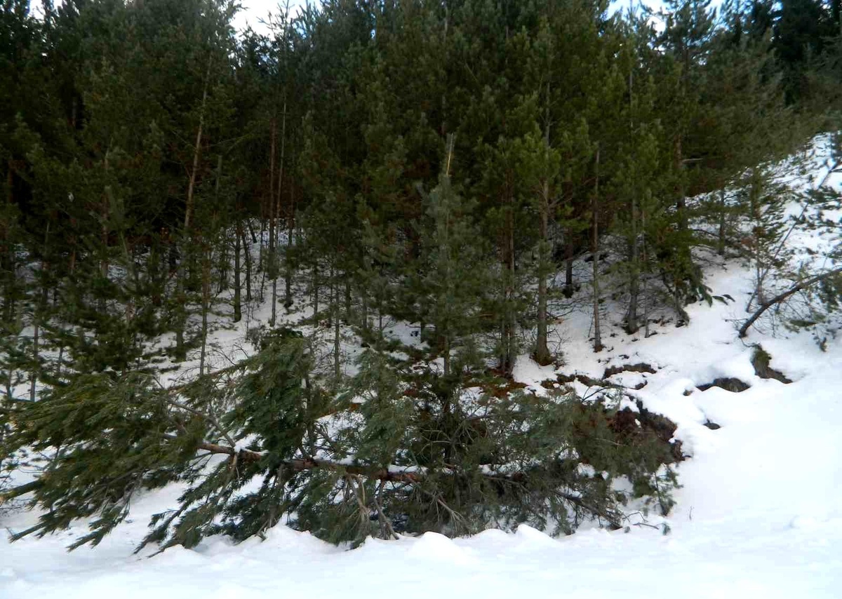 Ardahan\'ın Posof ilçesinde şiddetli kar yağışı hayatı olumsuz etkiliyor