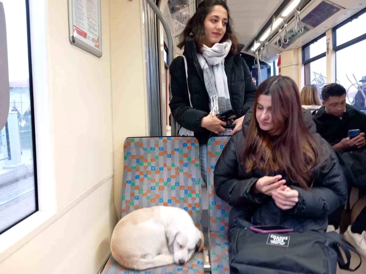 Eskişehir\'de tramvay sürücüsü köpeğe kapısını açtı