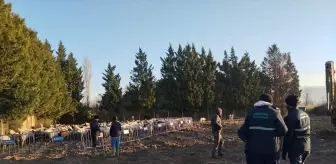 Osmangazi Belediyesi Zabıta Müdürlüğü Hayvanları Topladı