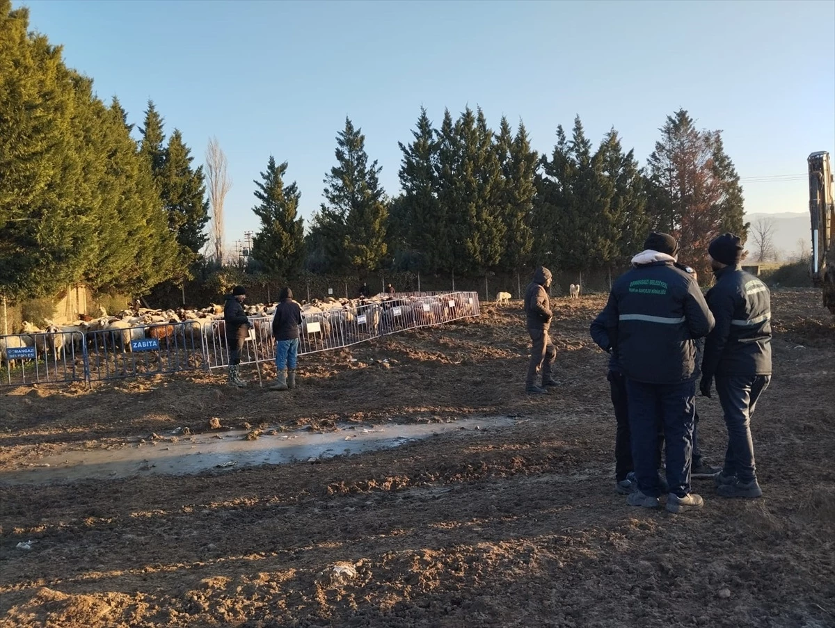 Osmangazi Belediyesi Zabıta Müdürlüğü Hayvanları Topladı