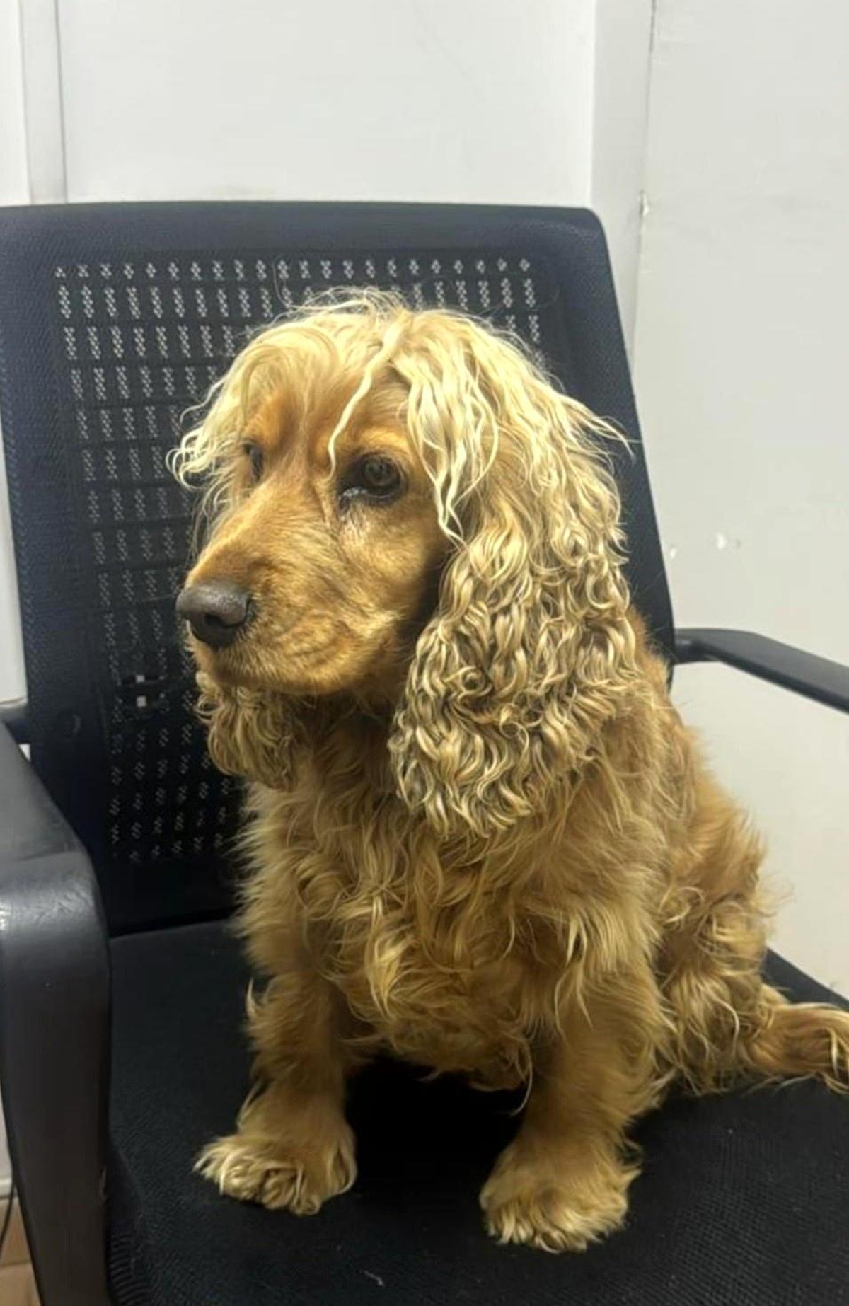 Eskişehir\'de Hayvan Hırsızlığı Şüphelileri Yakalandı, Çalınan Köpek Sahibine Teslim Edildi