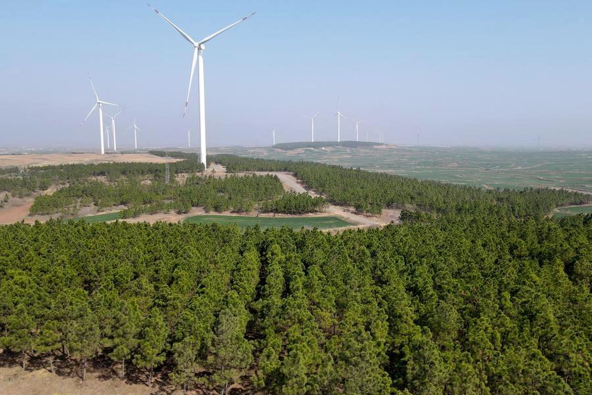 Çin, 2023 yılında ağaçlandırma alanında büyük başarılar elde etti