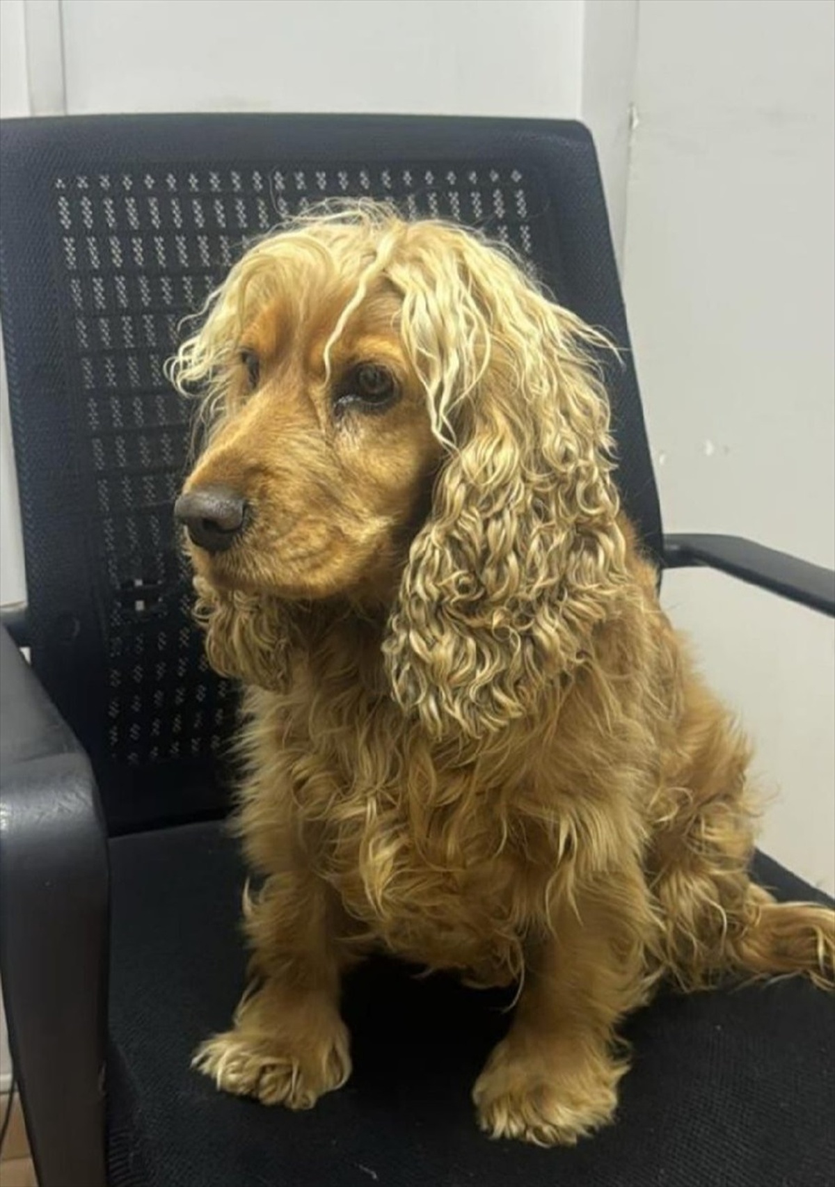 Eskişehir\'de Çalınan Köpek Bulundu, 2 Şüpheli Yakalandı