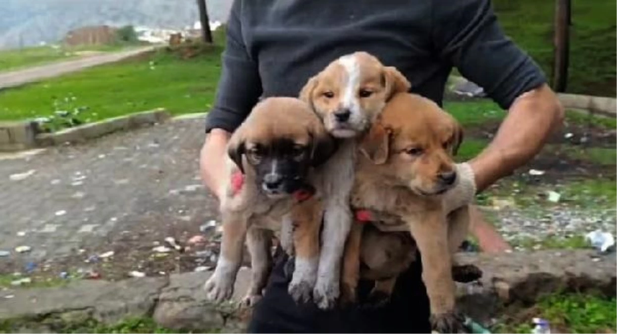 İslahiye\'de Ağzı Bağlanmış Çuvallarda Bulunan 15 Yavru Köpek Koruma Altına Alındı