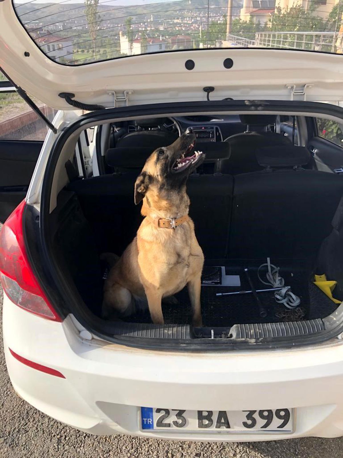 Elazığ\'da Kaybolan Köpek İçin 10 Bin Lira Ödül