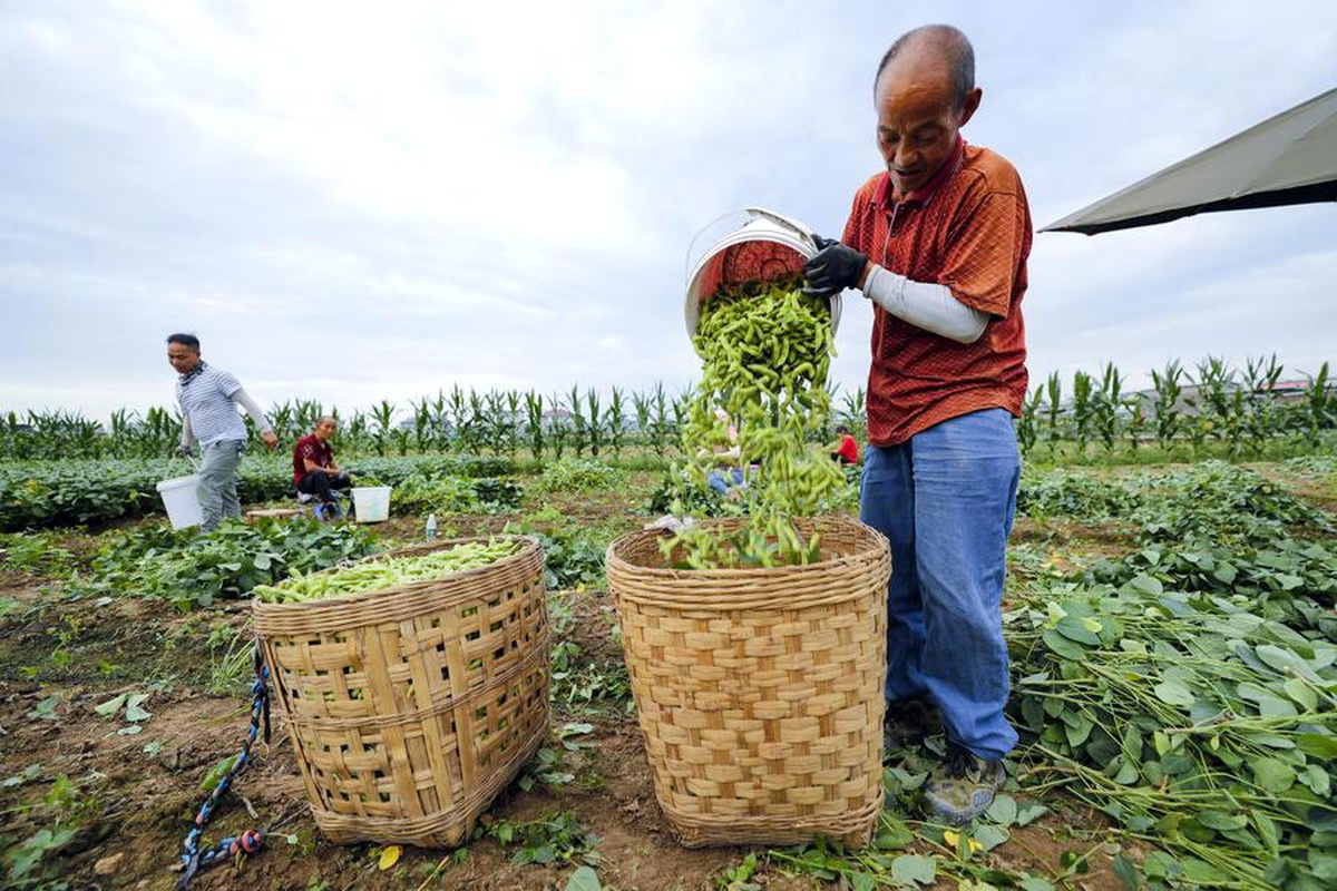Çin, 2023 yılında rekor kırarak 20,84 milyon ton soya fasulyesi üretti