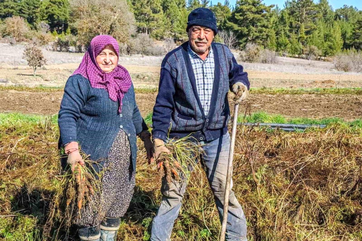 Denizli\'nin Acıpayam ilçesinde Çakır havucu hasadı başladı