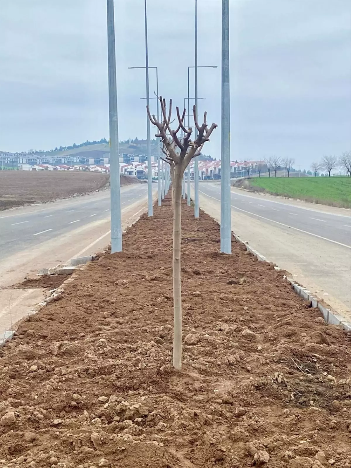 Diyarbakır\'da Siverek ve Terkan Caddelerine 1020 Ağaç Dikildi