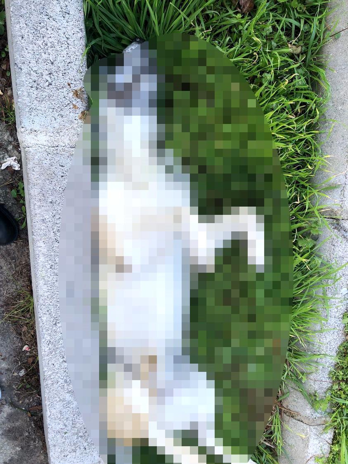 İzmir\'de 3 sokak köpeği telef oldu, 2 köpek tedavi altına alındı