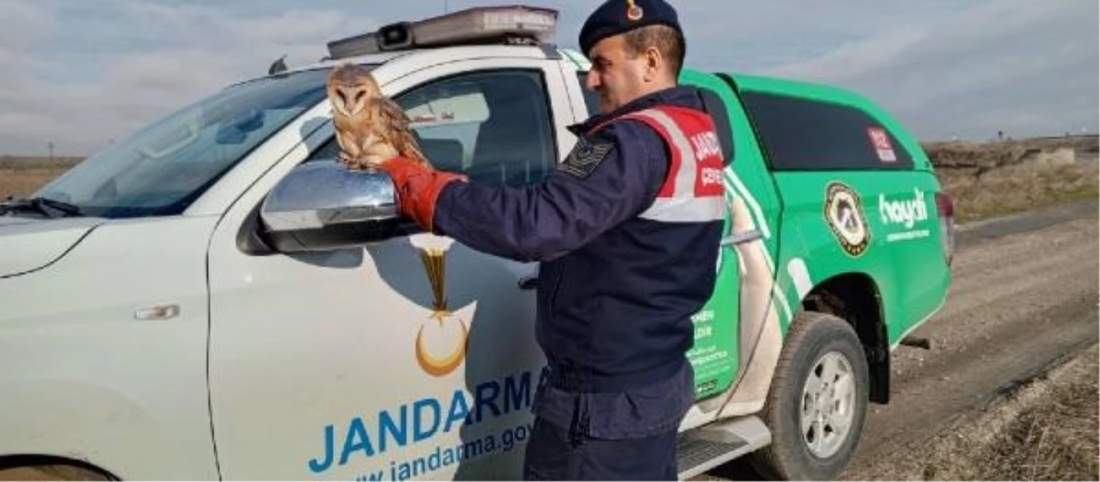 Edirne\'de Uçamayan Peçeli Baykuş Koruma Altına Alındı
