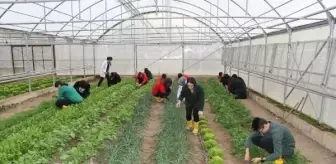 Erzincan'da öğrencilerin serada organik sebze üretimi