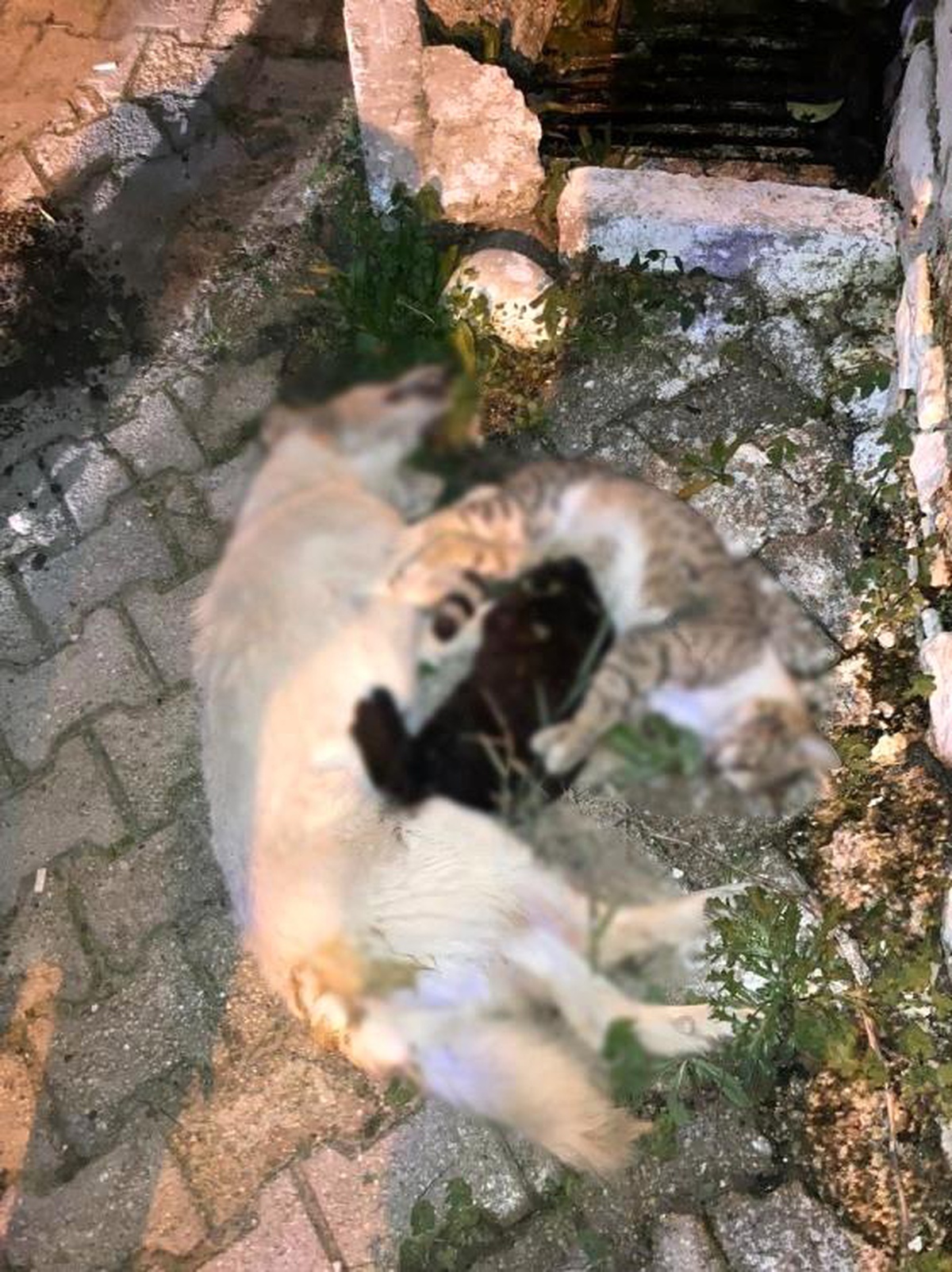 Muğla\'da Zehirlenerek Telef Edilen Hayvanlar