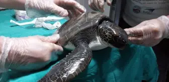 Muğla'da Yaralanan Yavru Deniz Kaplumbağası Tedavi Altına Alındı