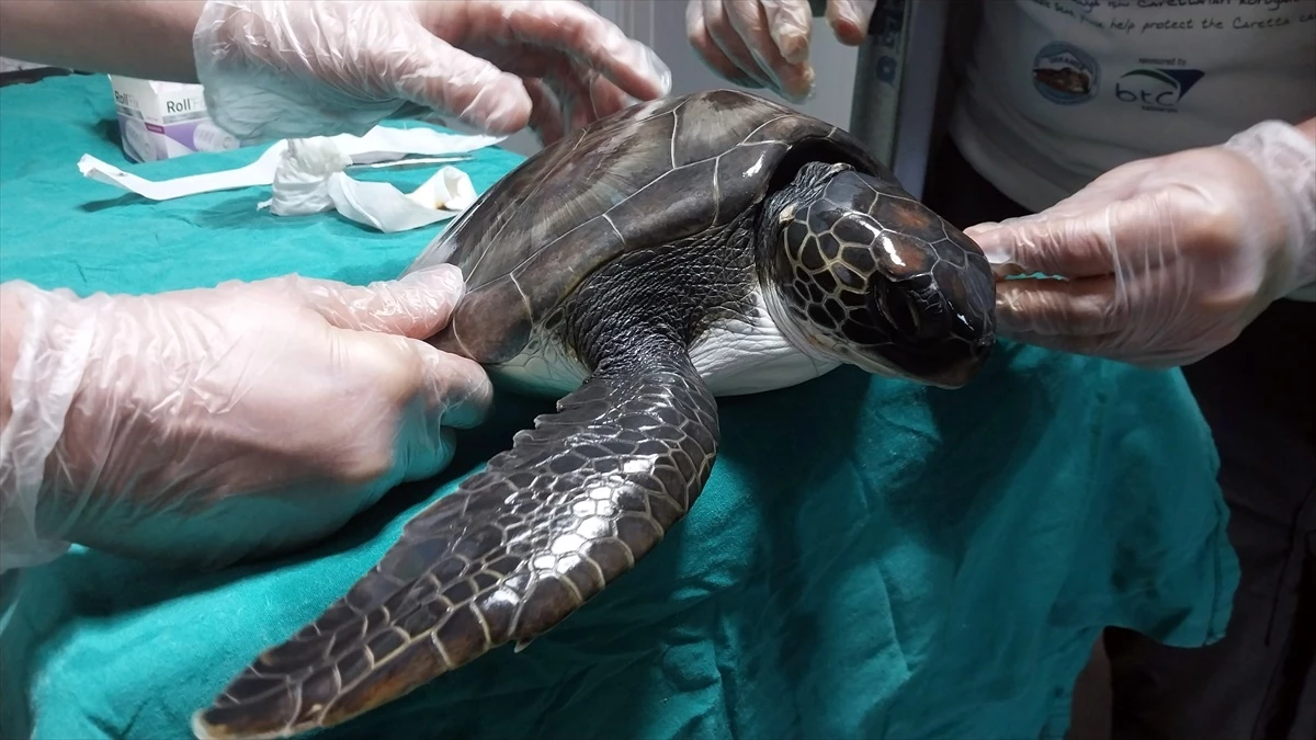 Muğla\'da Yaralanan Yavru Deniz Kaplumbağası Tedavi Altına Alındı