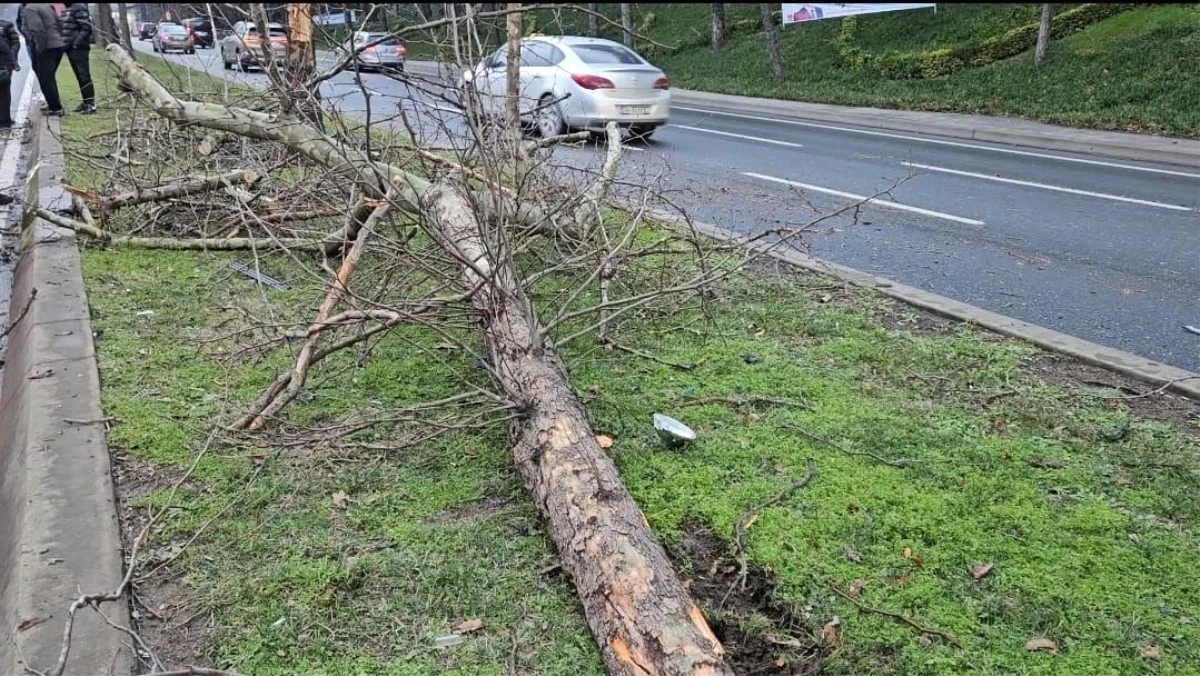 Sarıyer\'de otomobil ağaca çarptı, ağaç yerinden söküldü