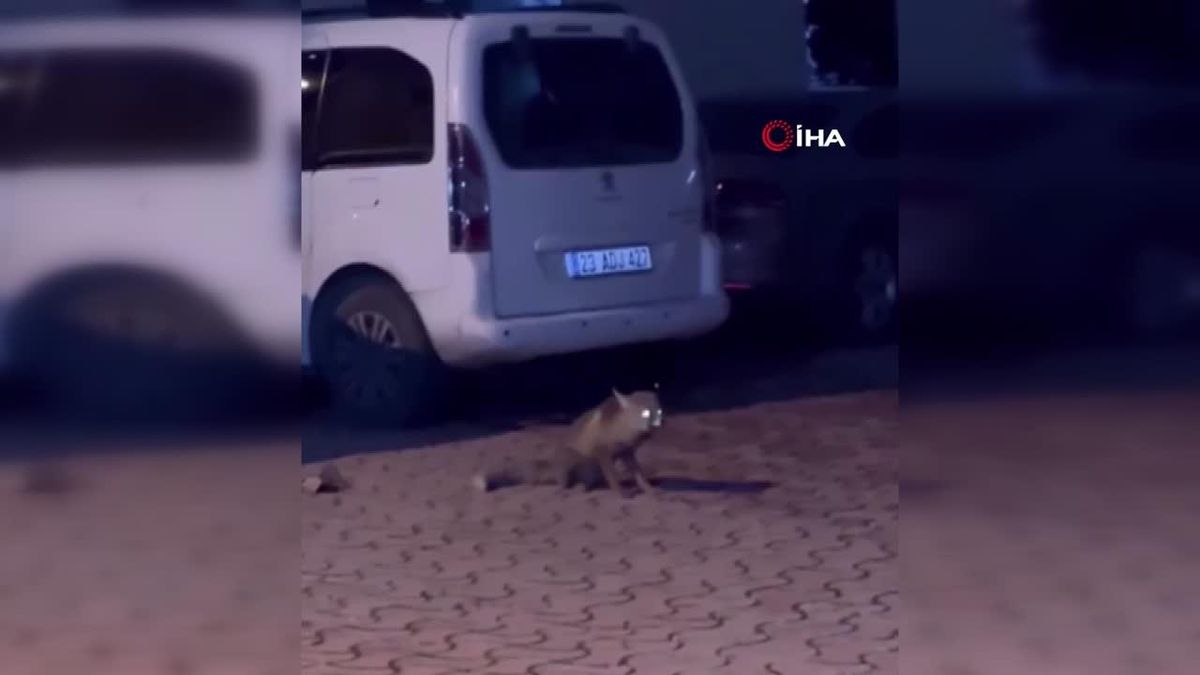 Şehir merkezinde karşılaştığı tilkiyi ıslık çalarak yanına çağırdı
