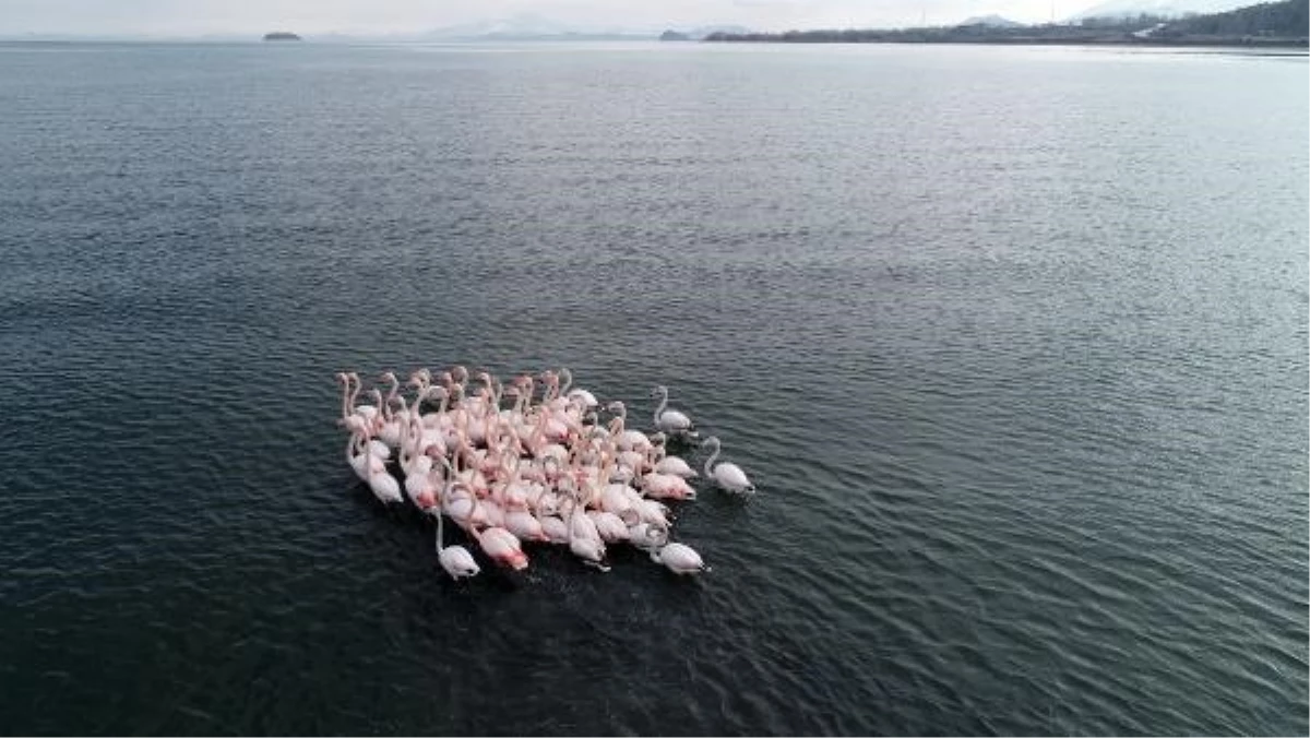 Van Gölü\'ndeki Flamingolar Afrika\'ya Göç Etmedi